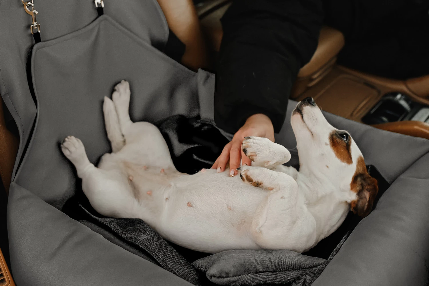 Dodge Grand Caravan Dog Car Seat for Bichons Frises