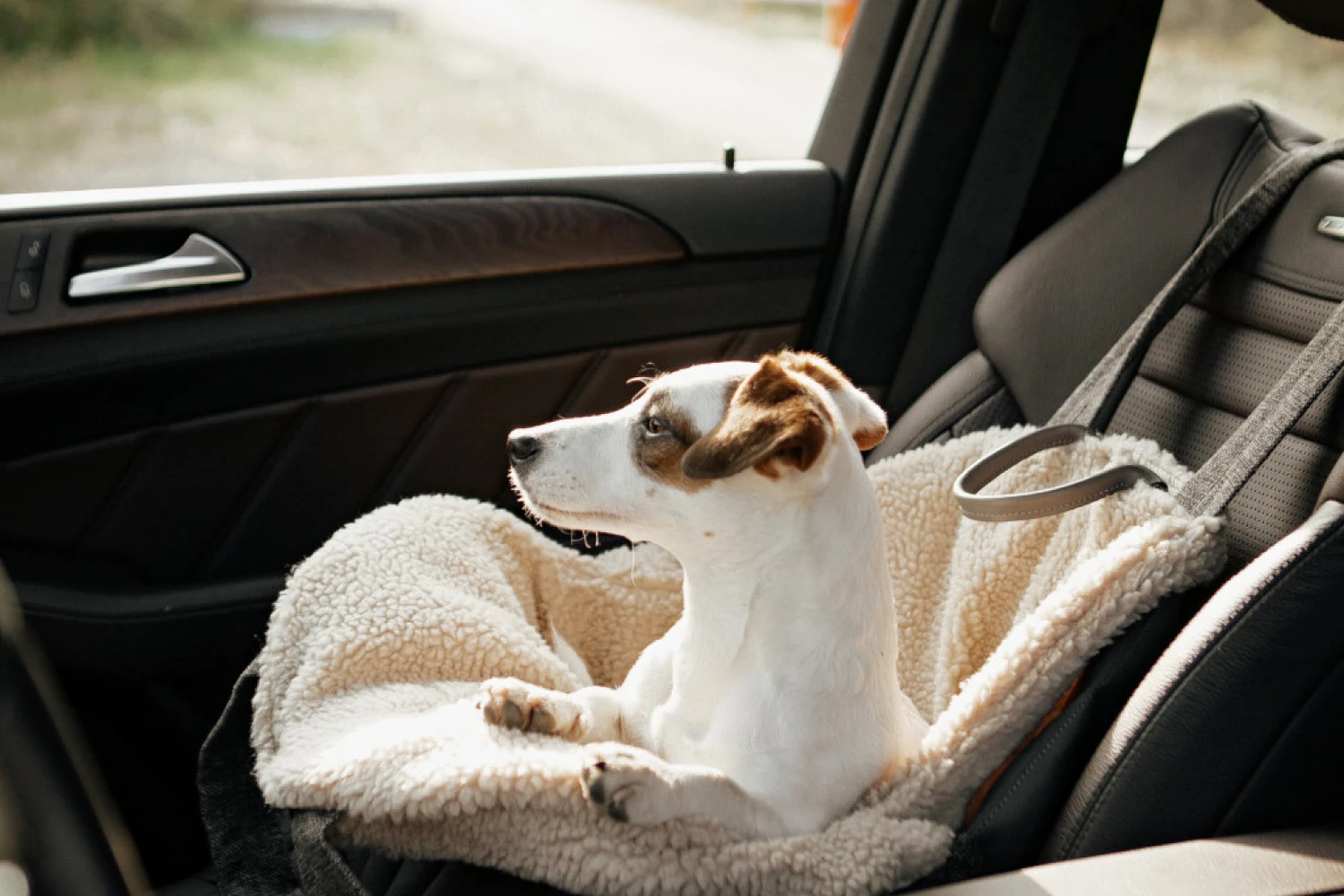Chevrolet Malibu Dog Carrier Car Seat for Bolognese