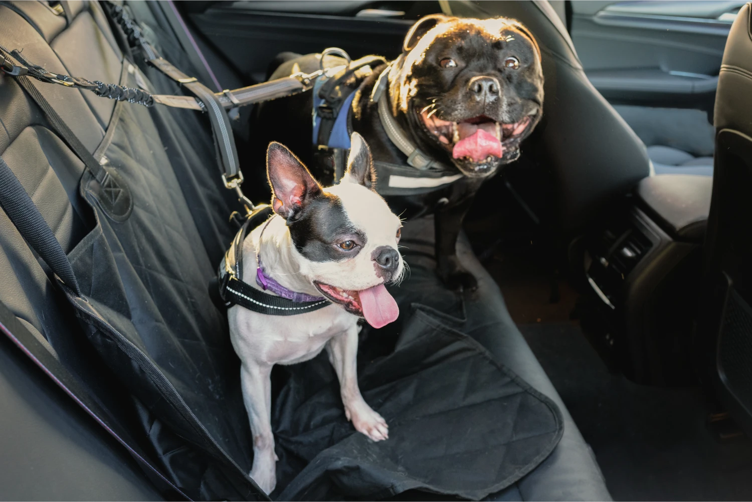 Lexus NX Dog Car Seat Belt for Biewer Terriers