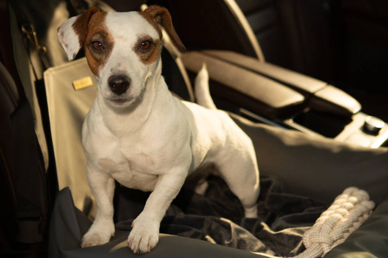 Chihuahuas Dog Car Seat for Tesla Model 3