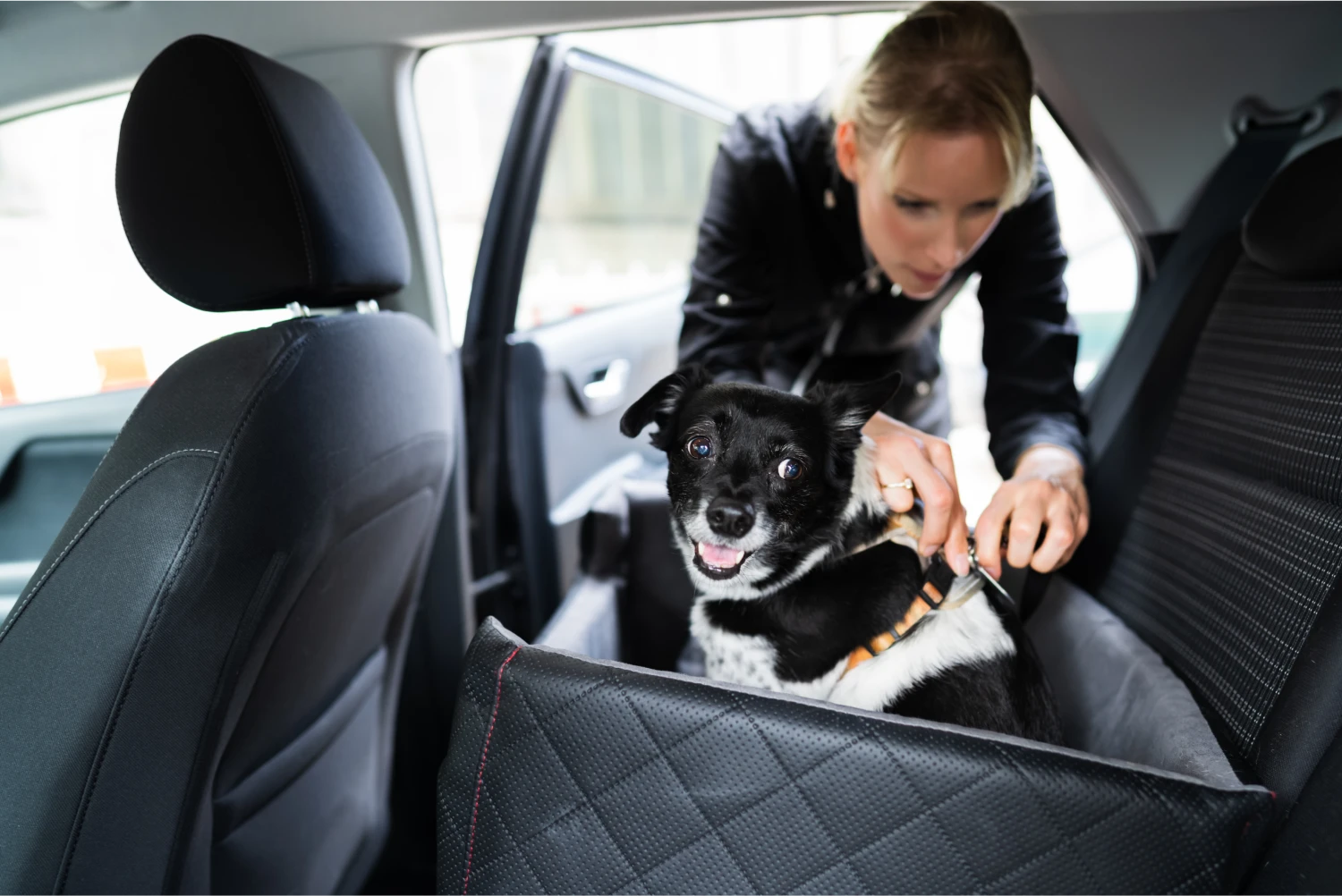 Subaru Impreza Dog Car Seat Belt for Basenjis