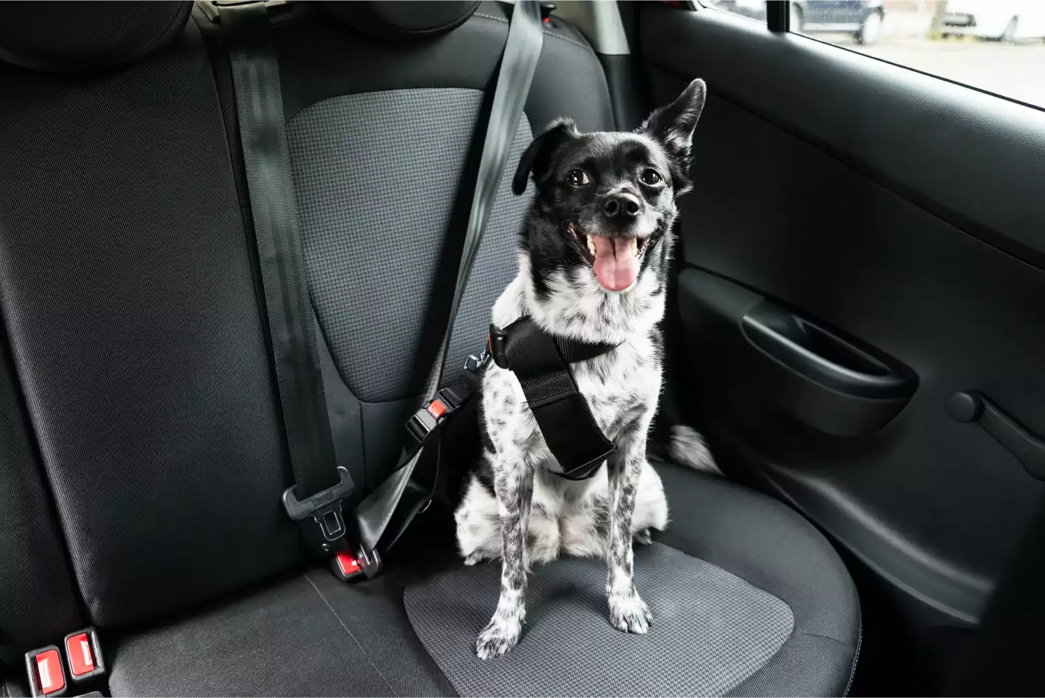 Maltese  Dog Safety Belt for Ford Ranger